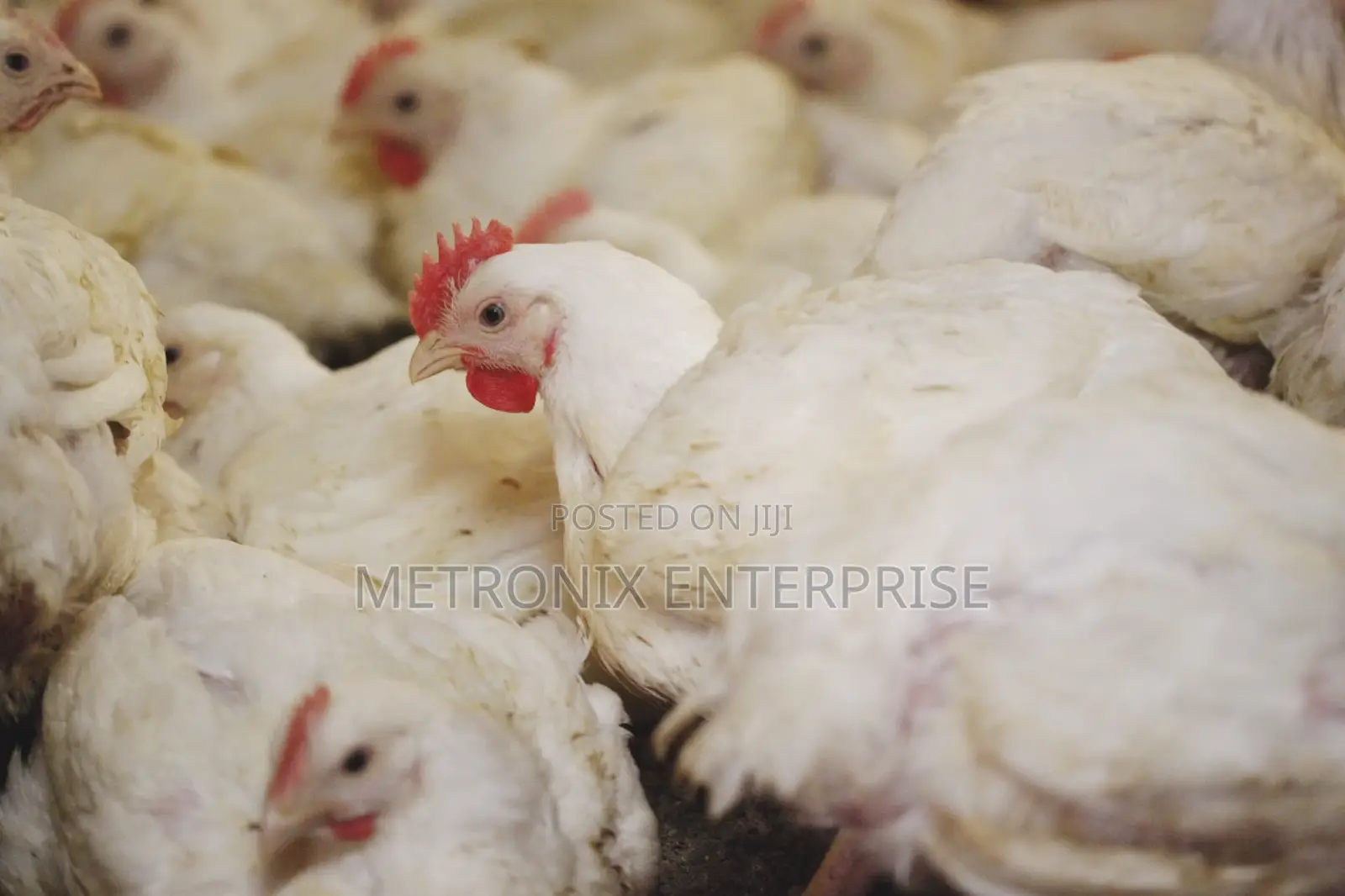 Broiler Chicken