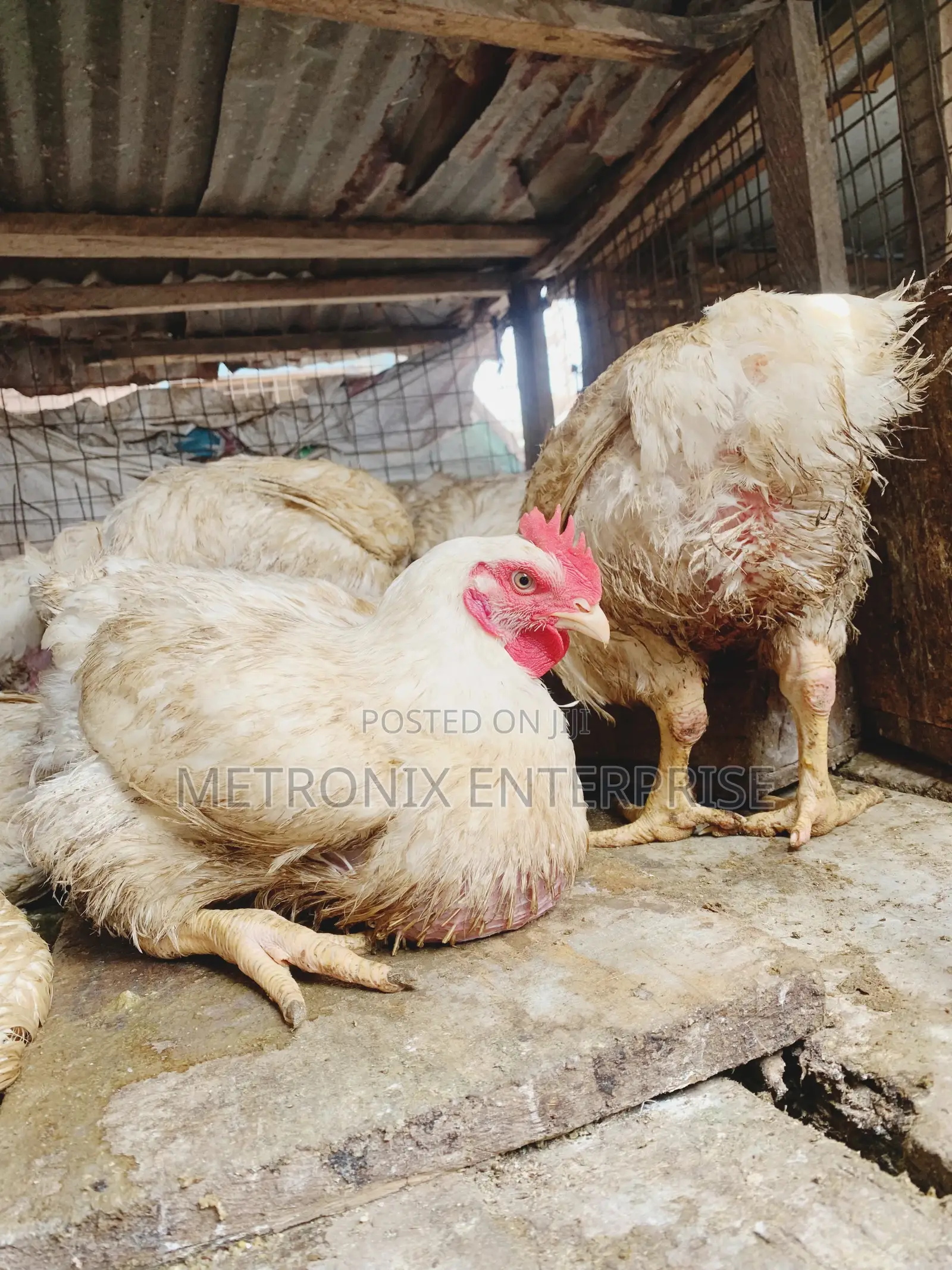 Broiler Chicken
