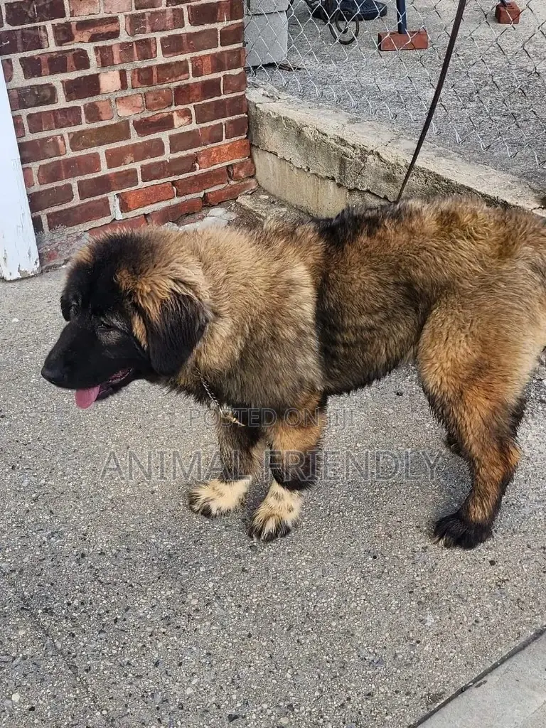1-3 months Female Purebred Caucasian Shepherd
