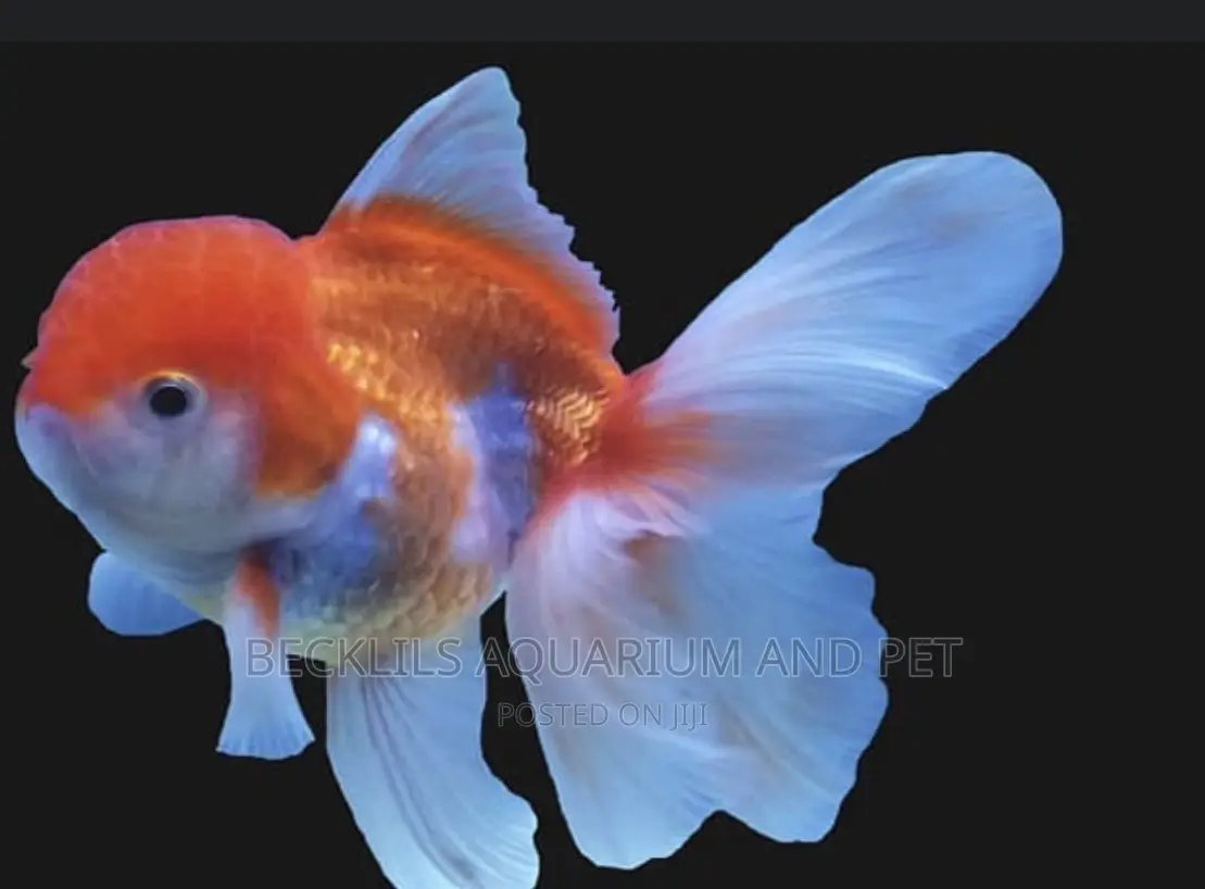 Gold Fishes ( Lion Head)