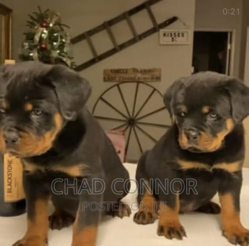 1-3 months Male Purebred Rottweiler