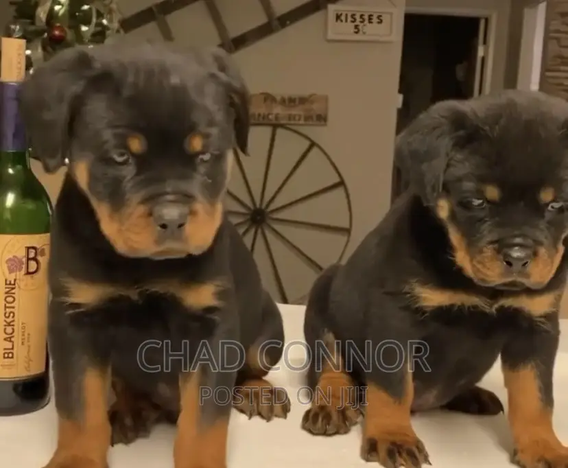 1-3 months Male Purebred Rottweiler