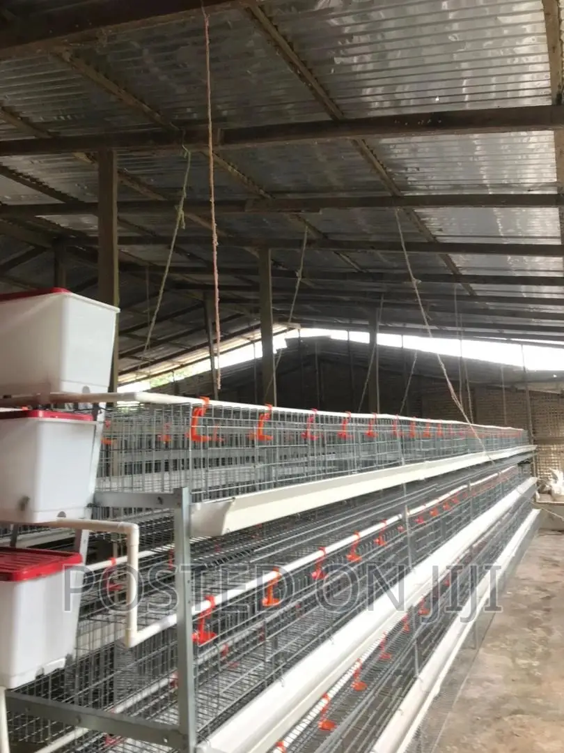 Chicken Cage