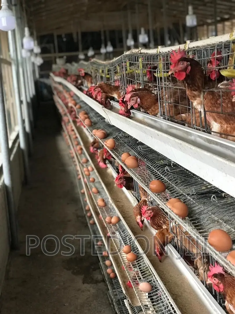 Chicken Cage