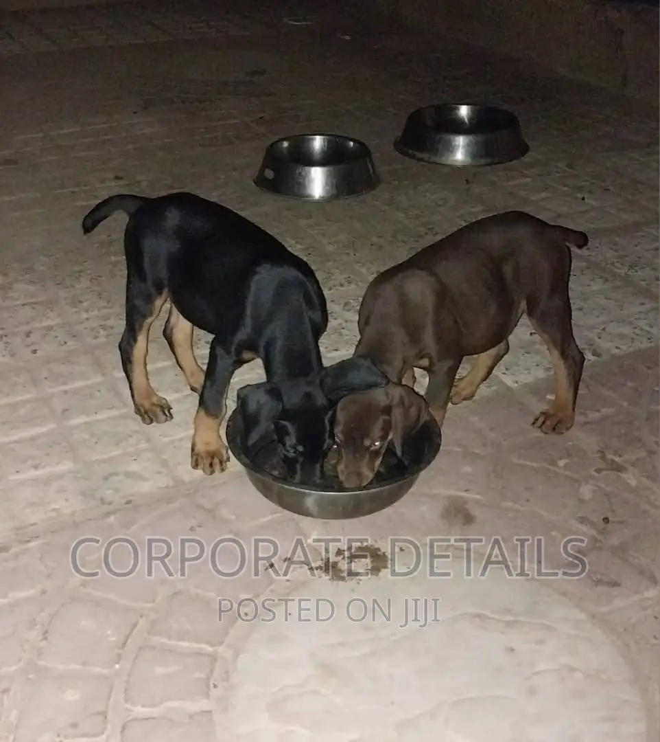 1-3 months Male Purebred Doberman Pinscher