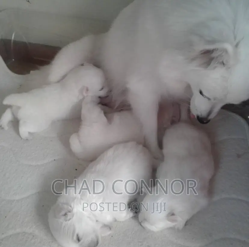3-6 months Female Purebred American Eskimo