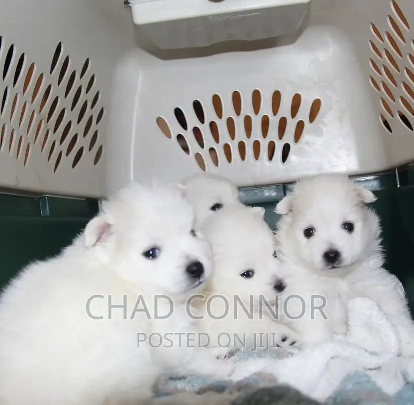 3-6 months Female Purebred American Eskimo