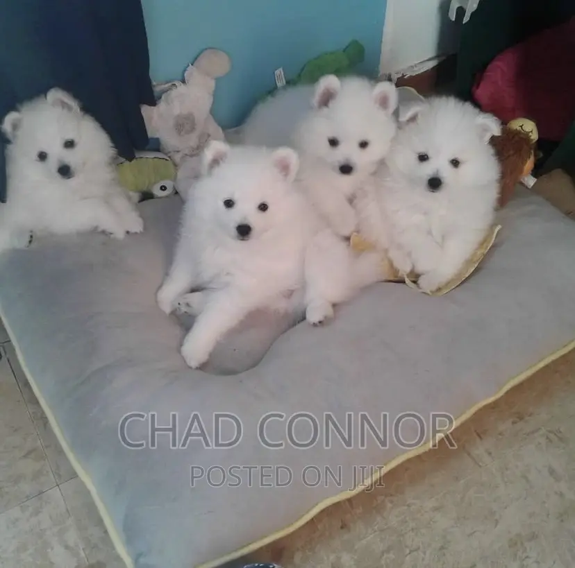 3-6 months Female Purebred American Eskimo