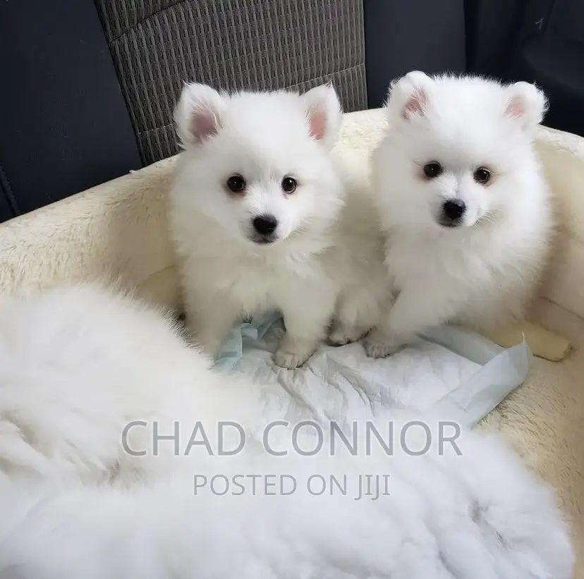 3-6 months Female Purebred American Eskimo