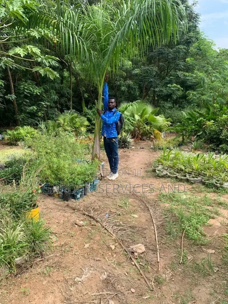 Royal Palm for Sale