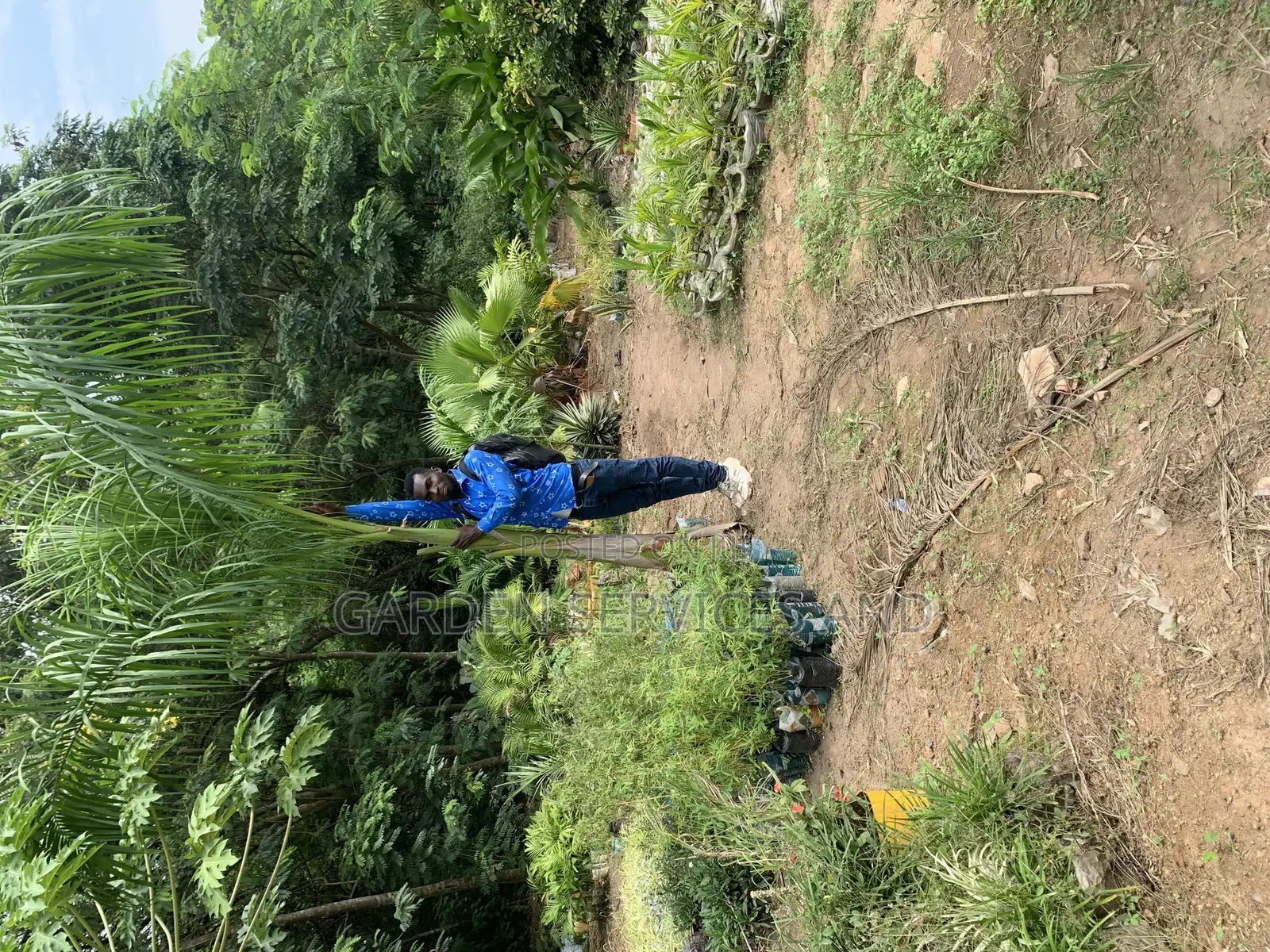 Grown Royal Palm