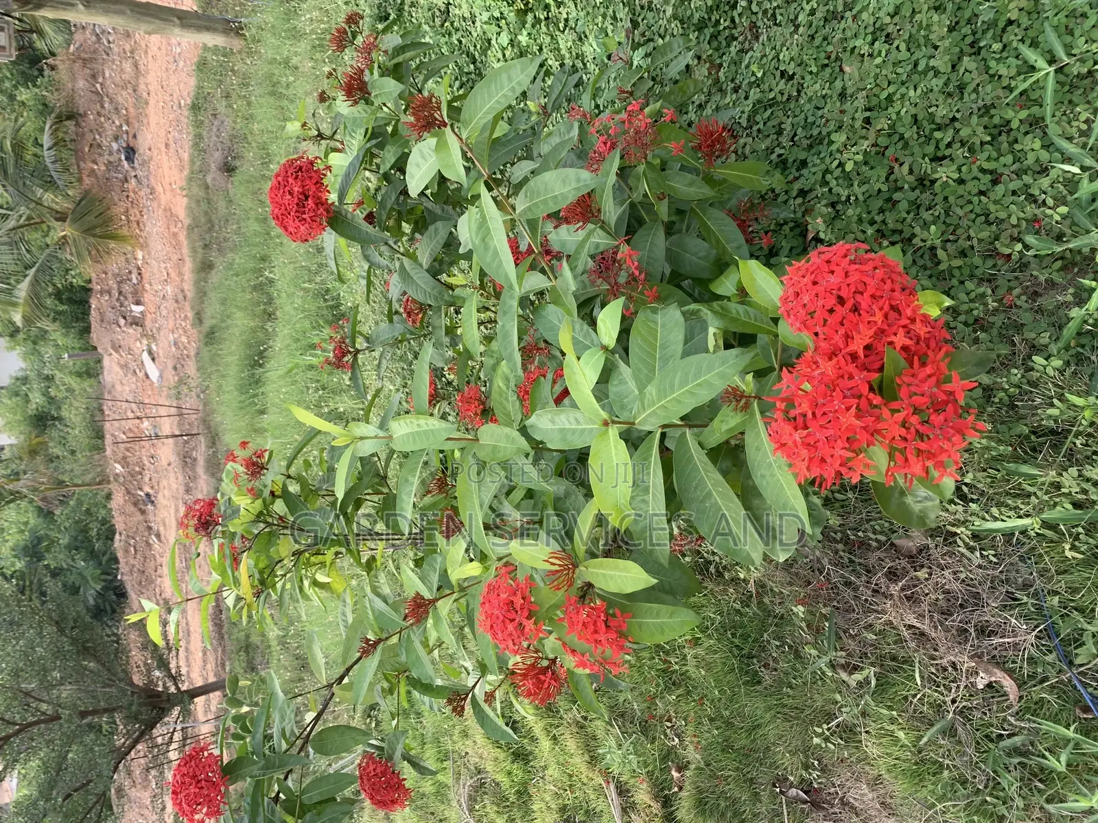 Shrubs for Sale