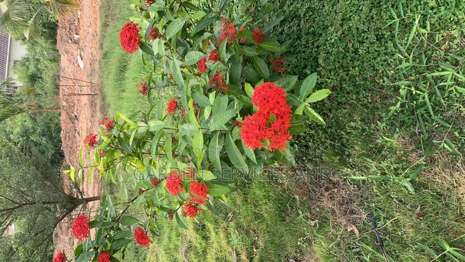 Shrubs for Sale