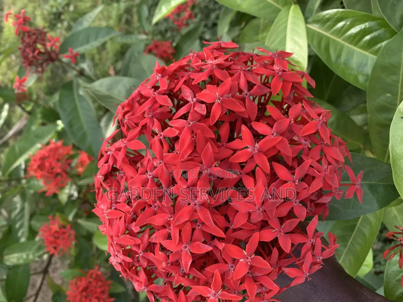 Shrubs for Sale