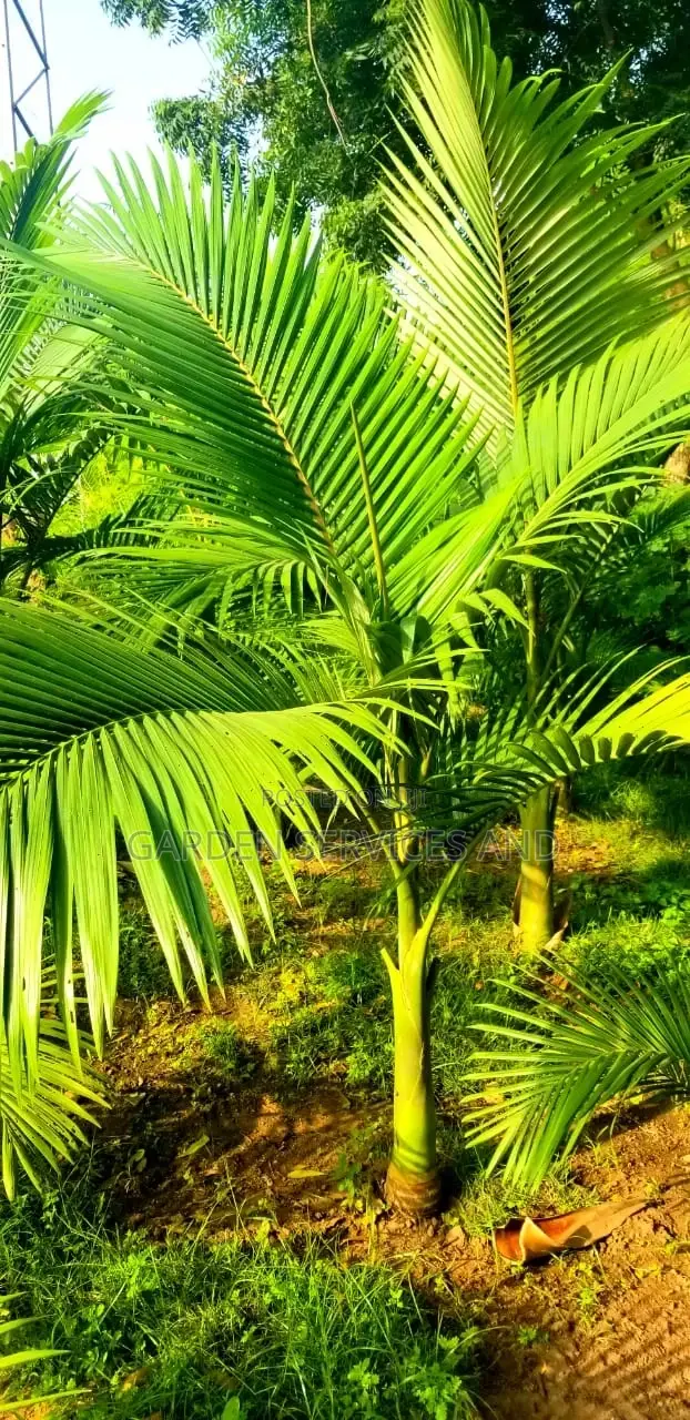 King Palm for Sale