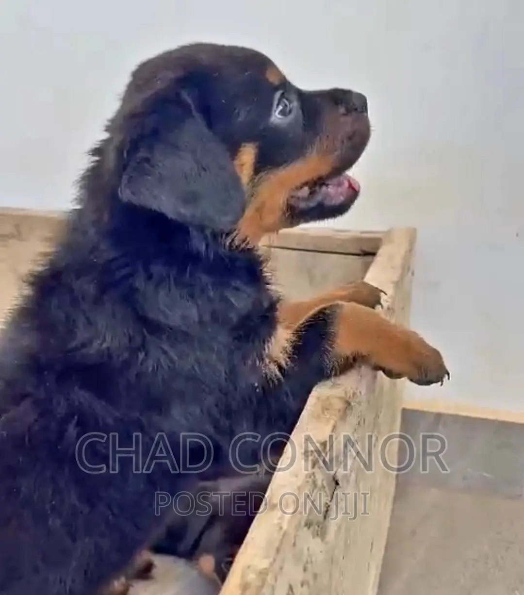 1-3 months Female Purebred Rottweiler