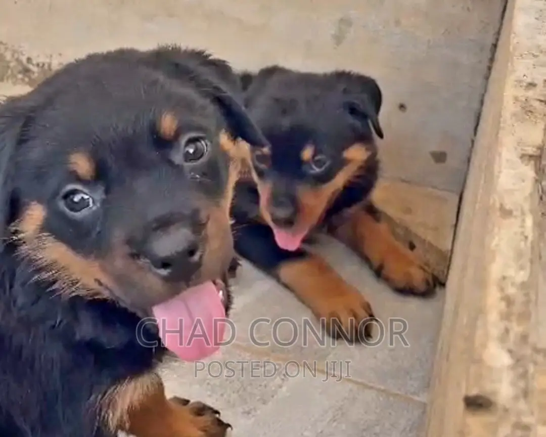 1-3 months Female Purebred Rottweiler