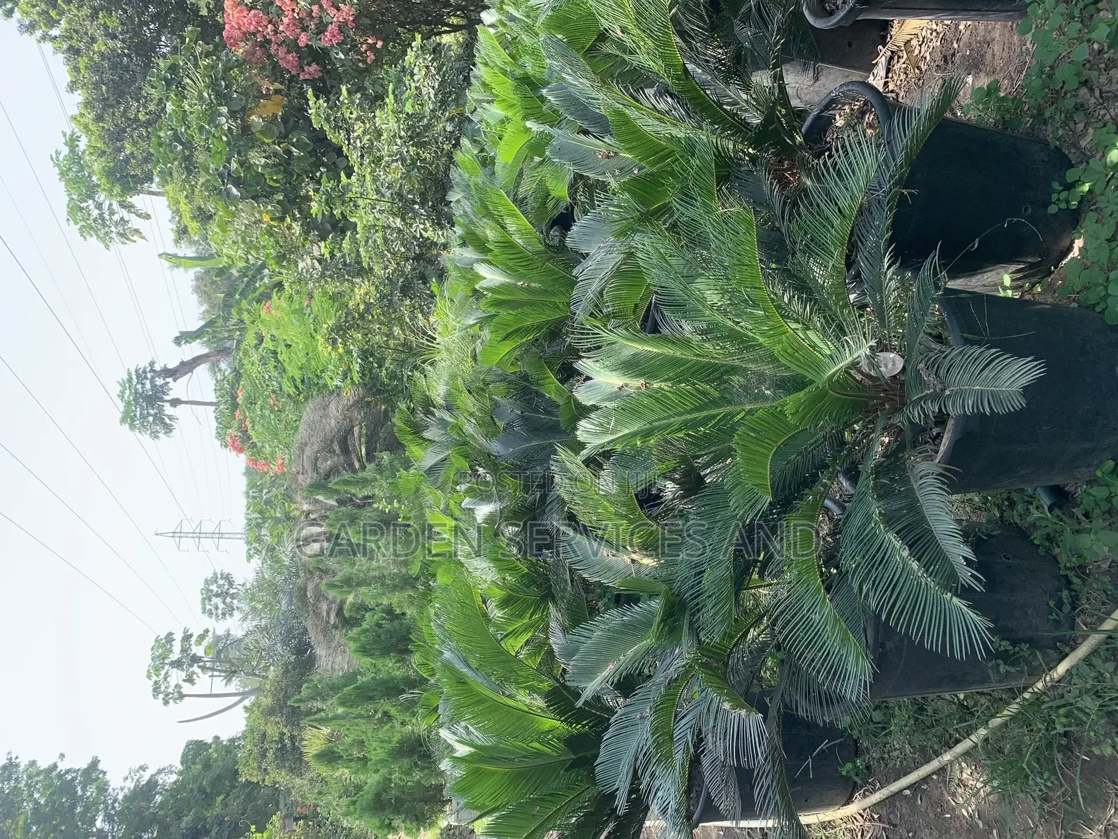 Sago Palm for Sale