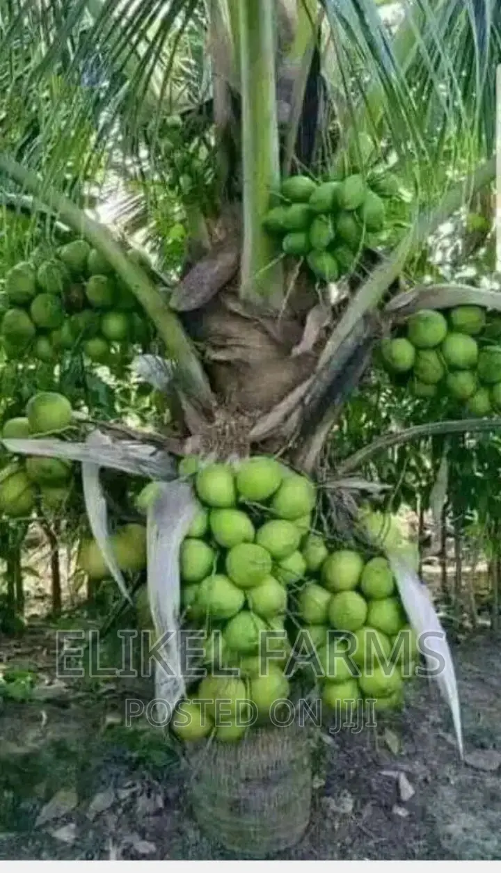 High Yielding Hybrid and Dwarf Coconut and Mango Seedlings