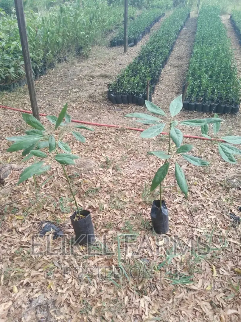 Grafted Avocado Seedlings for sale.bulk Purchase Only