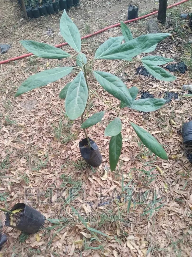 Grafted Avocado Seedlings for sale.bulk Purchase Only