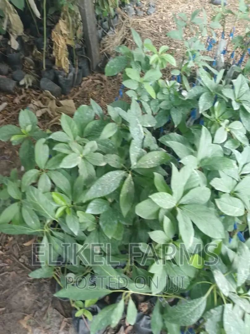 Grafted Avocado Seedlings for sale.bulk Purchase Only