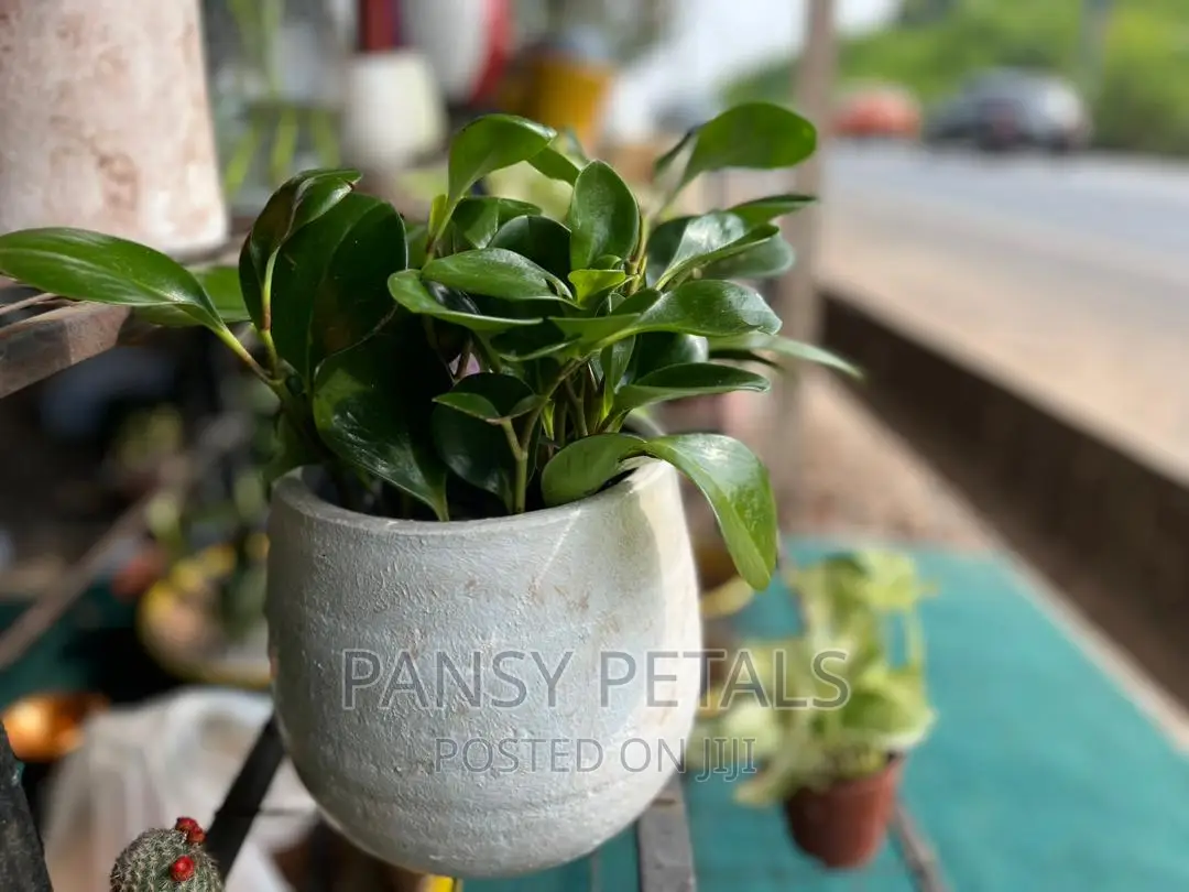 Mini Table Top Flower for Sale