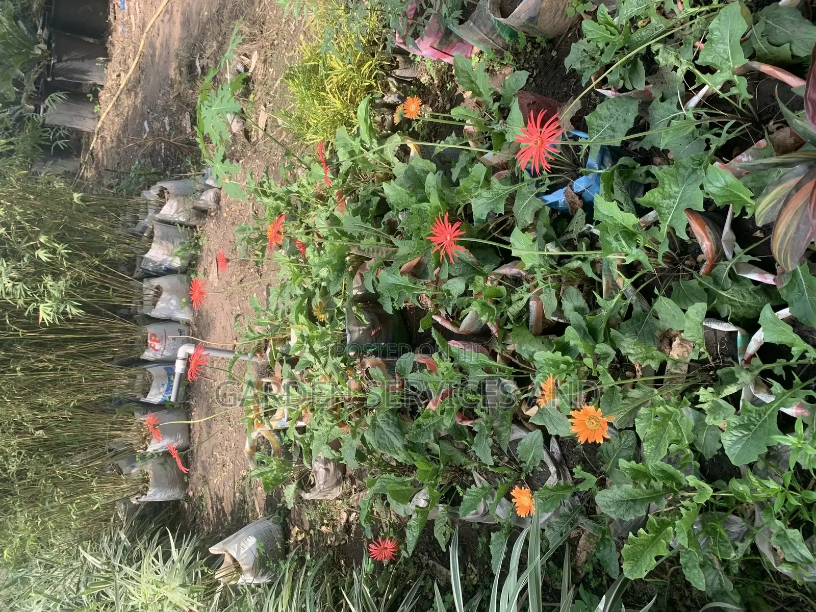 All Kinds of Flowers Available for Sale