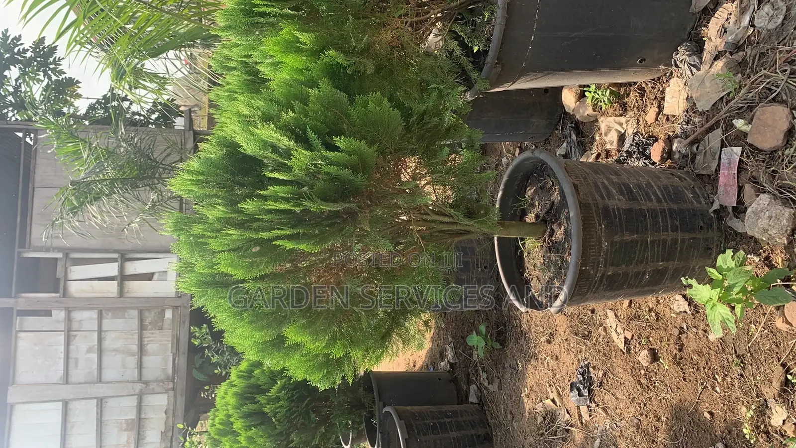 Christmas Tree for Sale