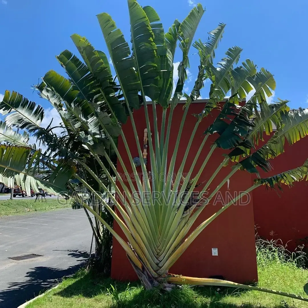 Travellers Palm for Sale