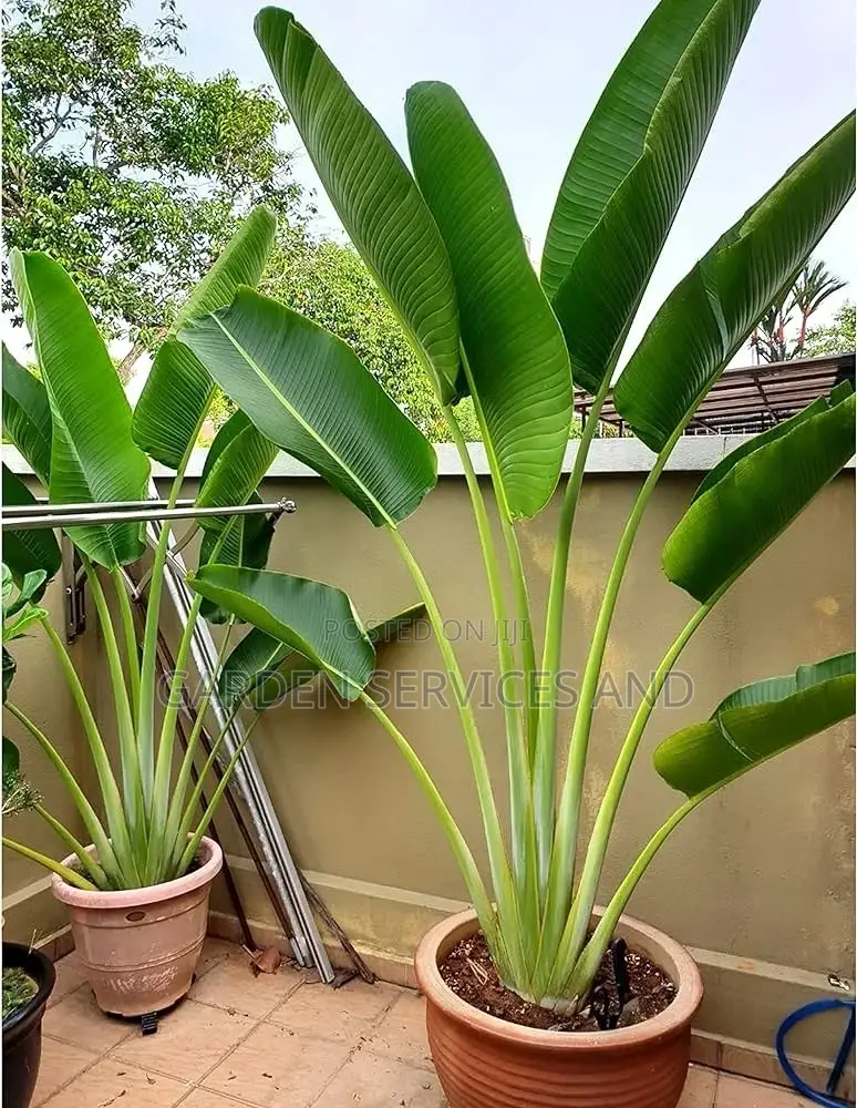 Travellers Palm for Sale