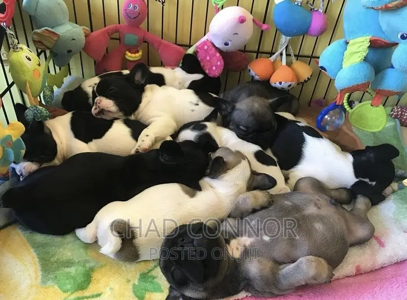 1-3 months Male Purebred French Bulldog