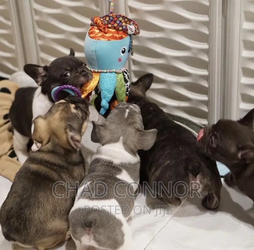 1-3 months Male Purebred French Bulldog