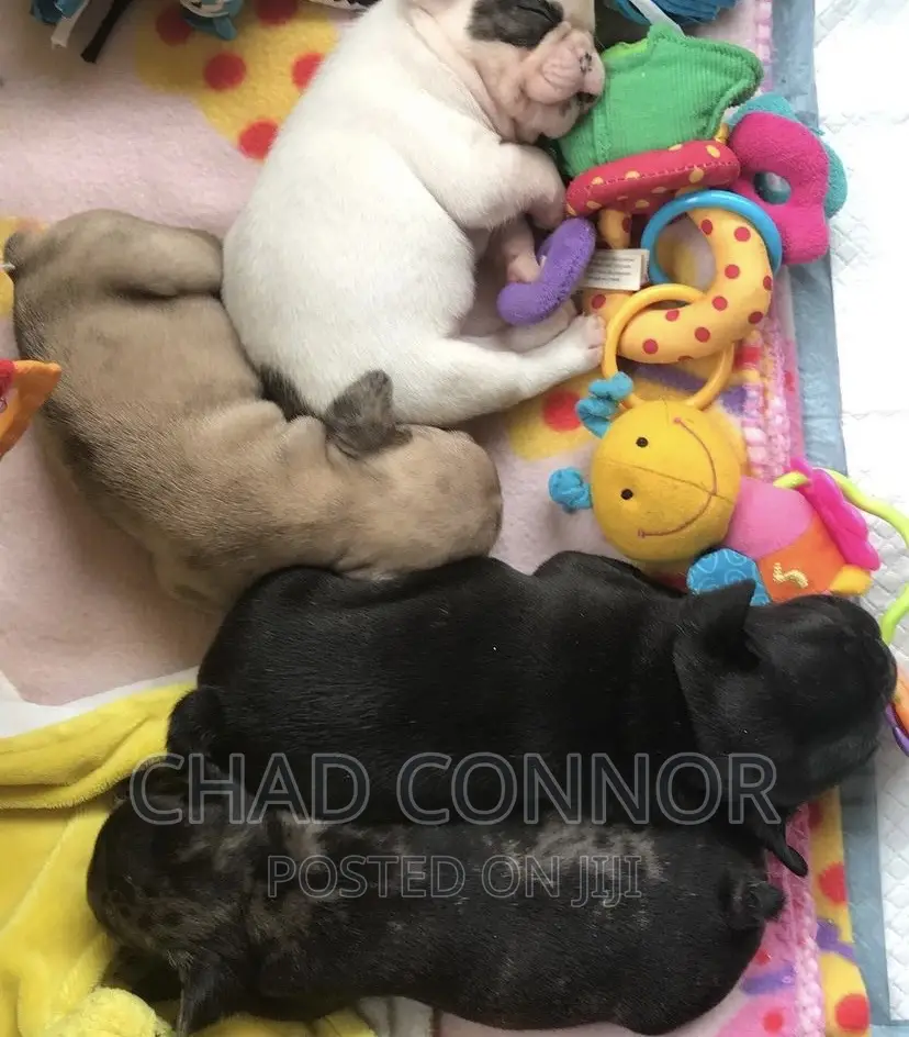 1-3 months Male Purebred French Bulldog