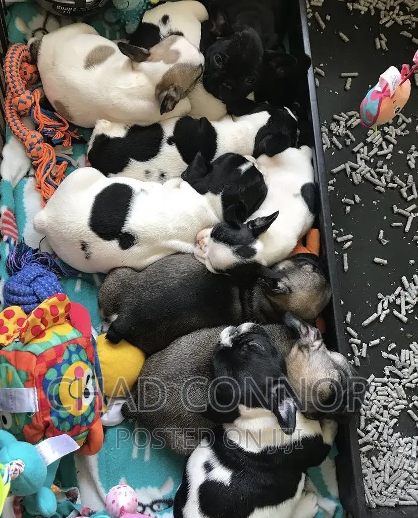 1-3 months Male Purebred French Bulldog