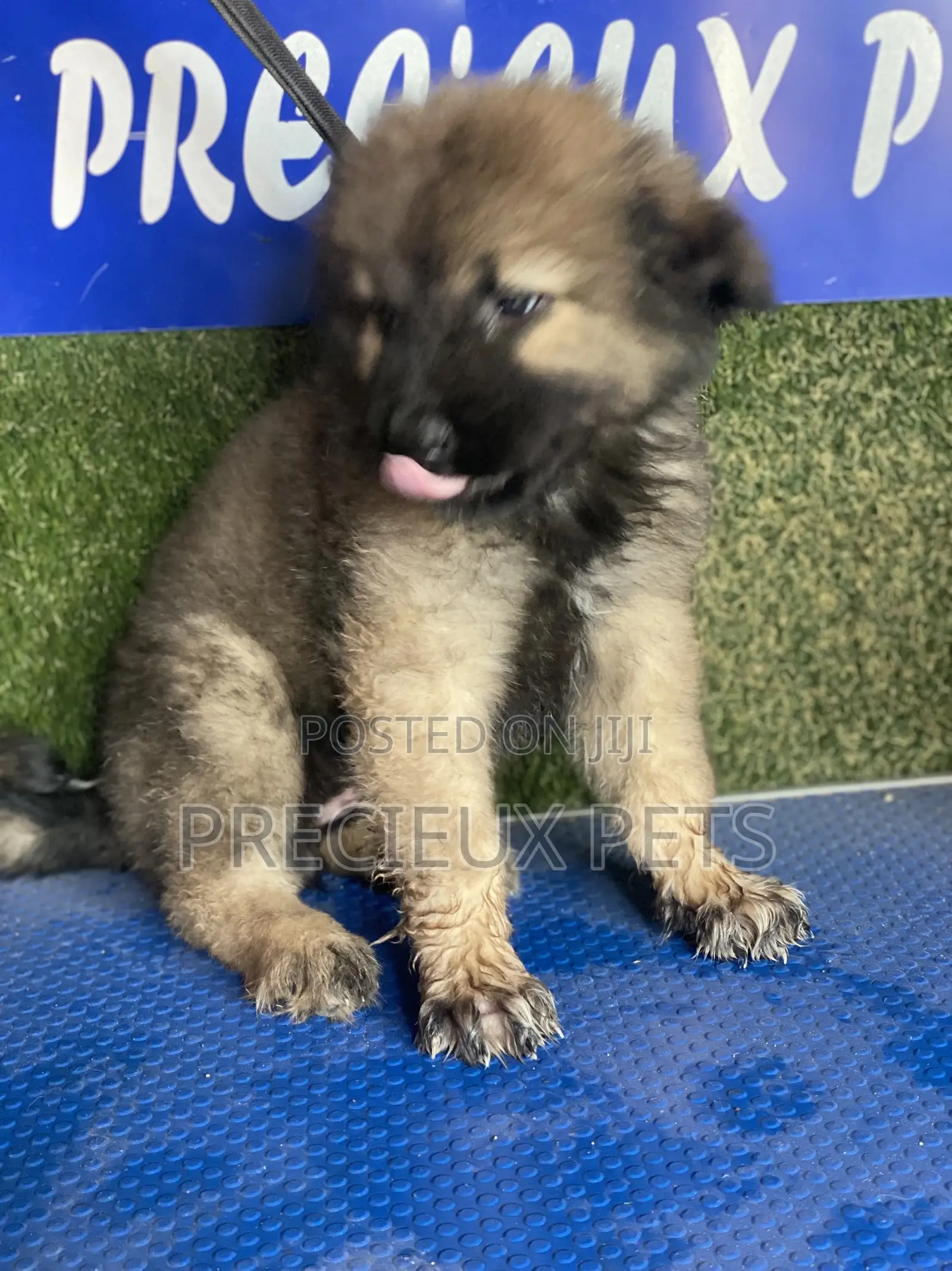 1-3 months Female Purebred Caucasian Shepherd
