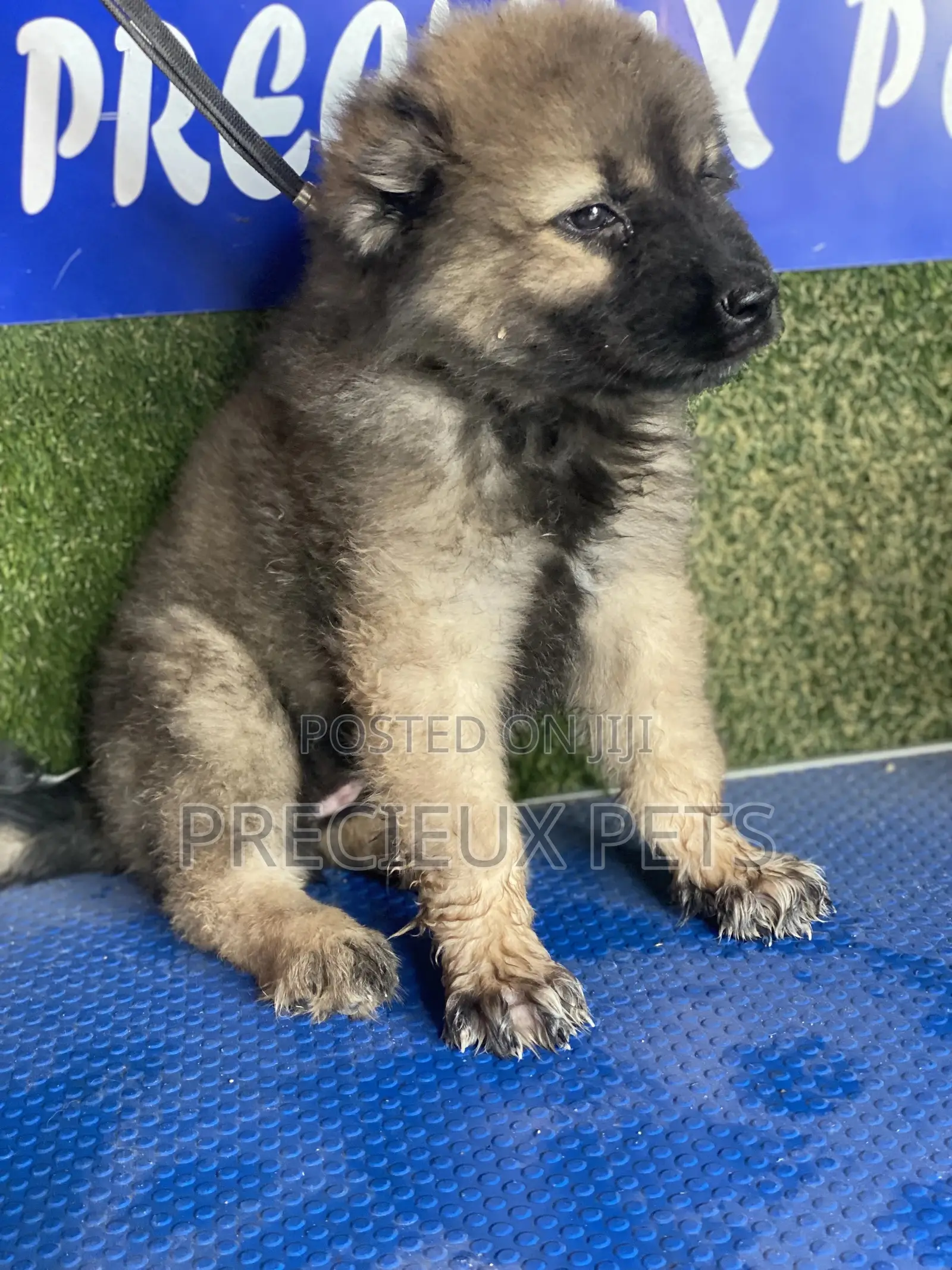 1-3 months Female Purebred Caucasian Shepherd