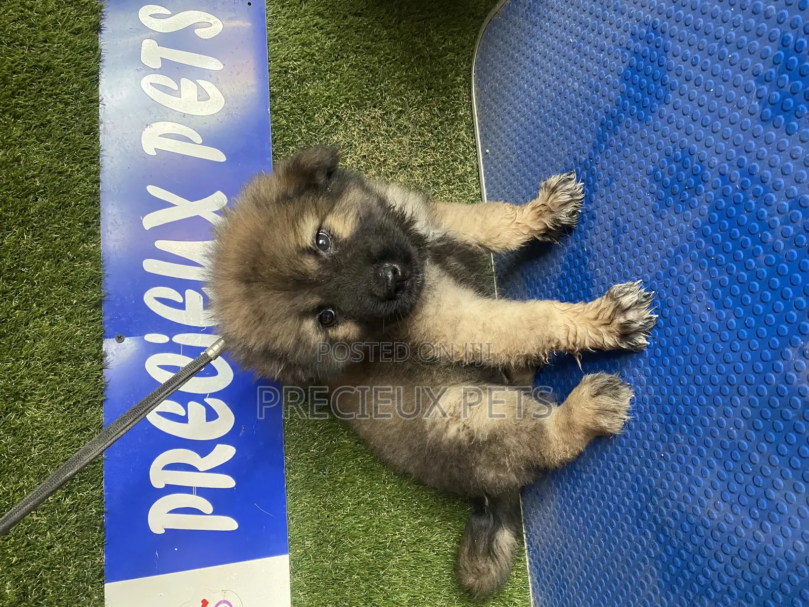 1-3 months Female Purebred Caucasian Shepherd