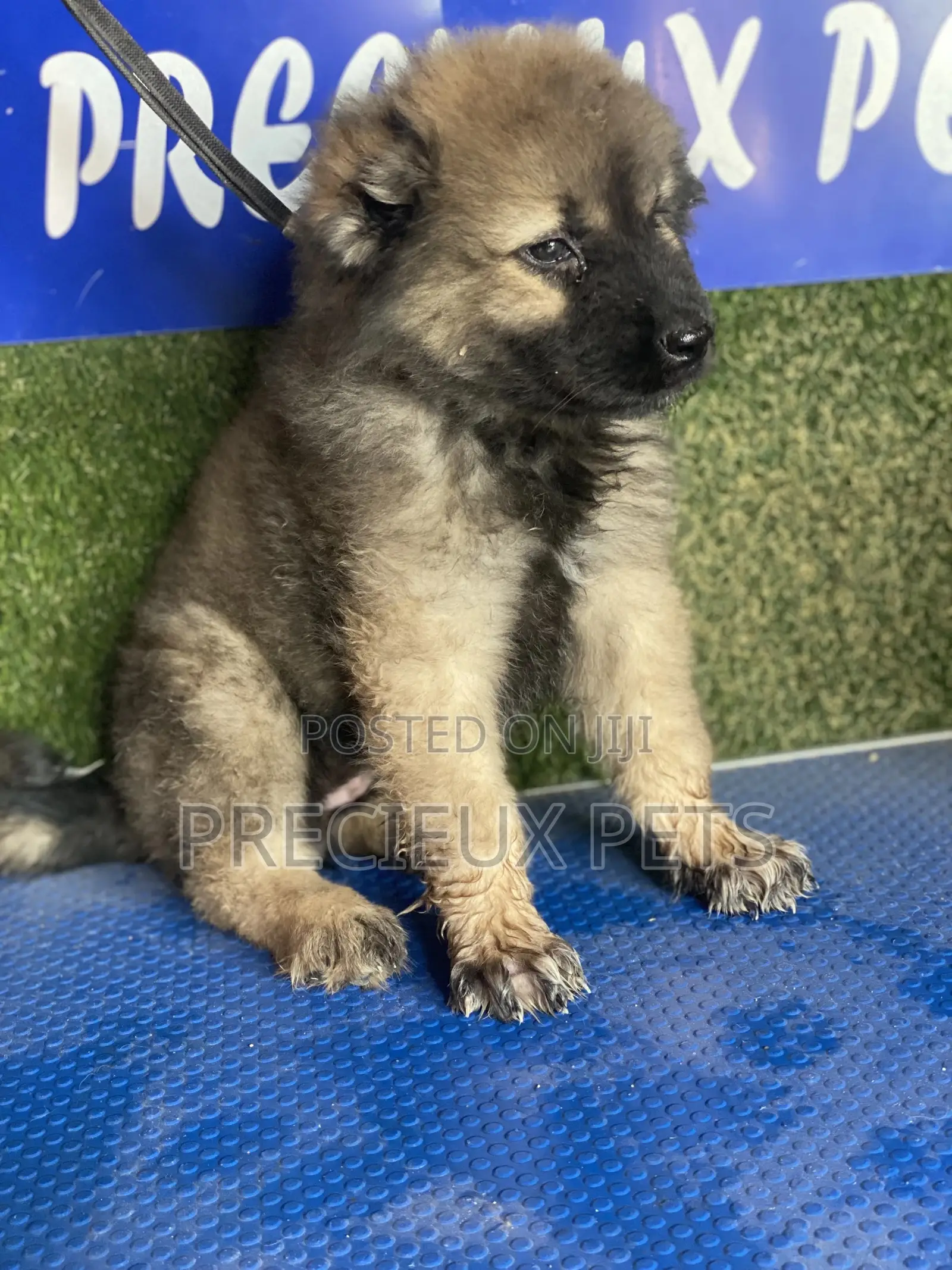 1-3 months Female Purebred Caucasian Shepherd