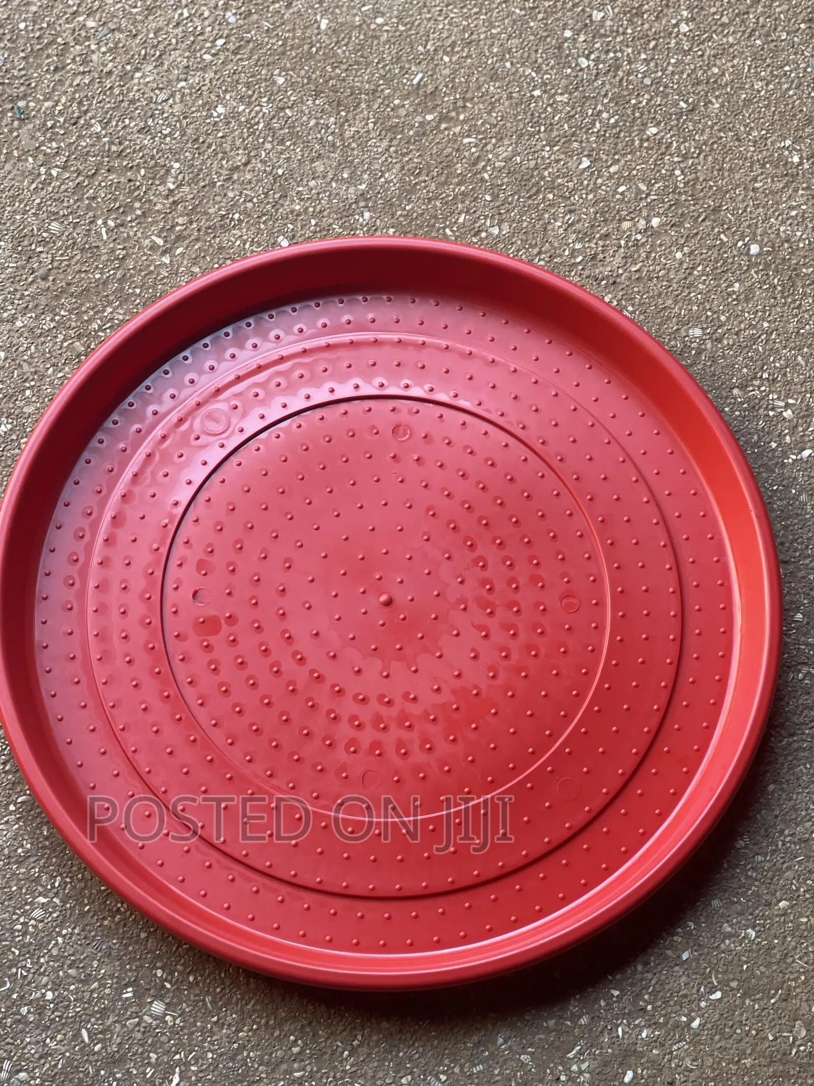 Plate/Chick Feeder