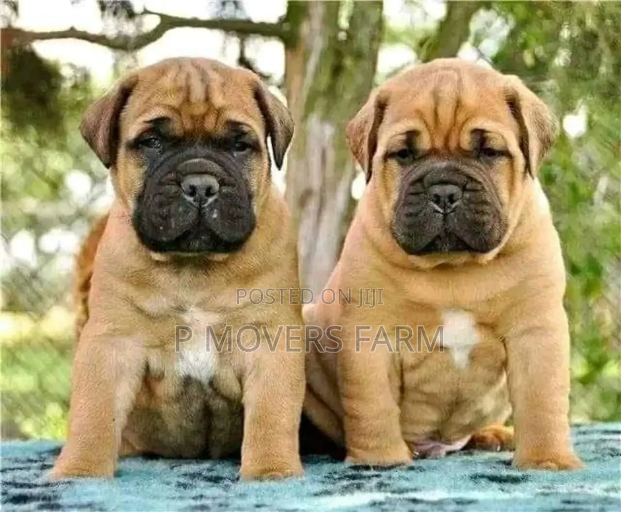 1-3 months Male Purebred Boerboel