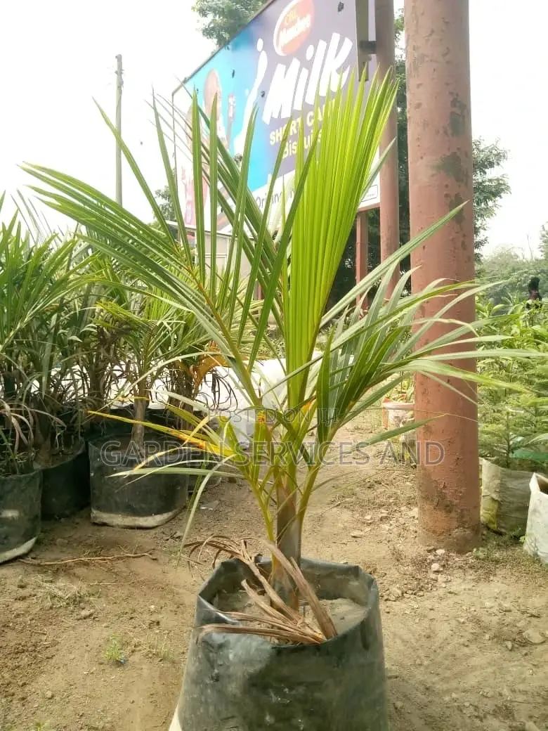 Bottle Palm for Sale Ghc250