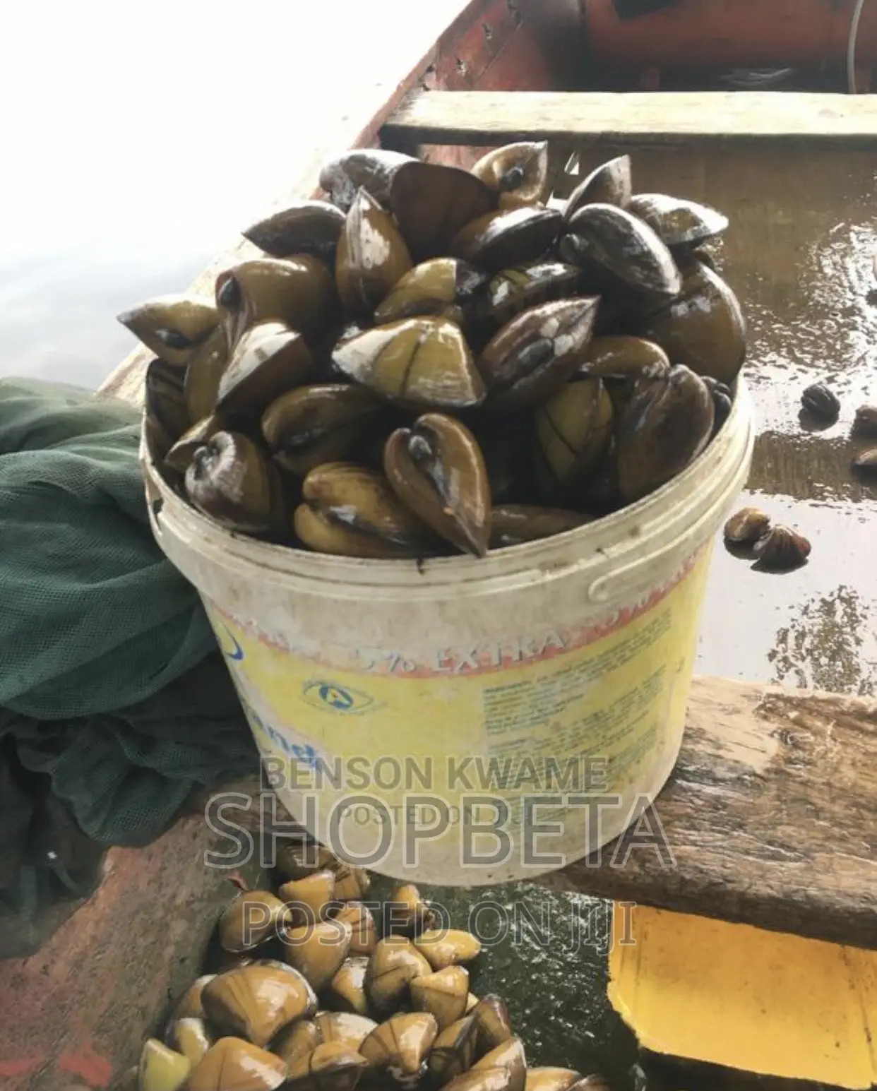 Fresh Oysters