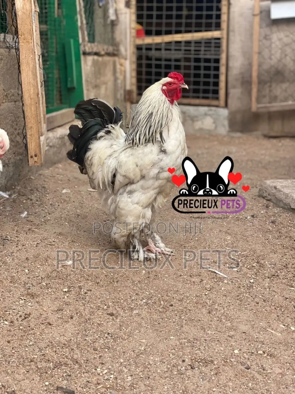 Young Male Brahmas Chicken