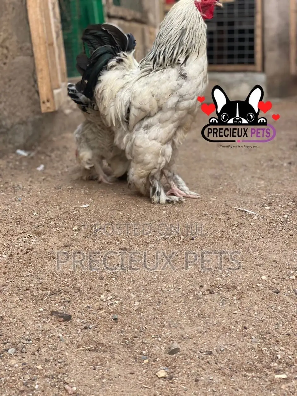 Young Male Brahmas Chicken