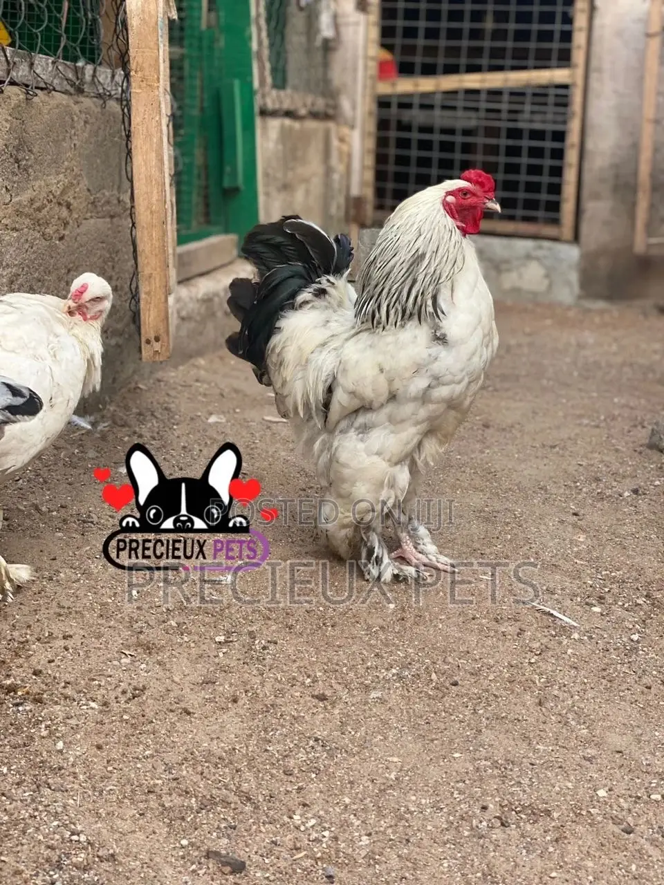 Young Male Brahmas Chicken