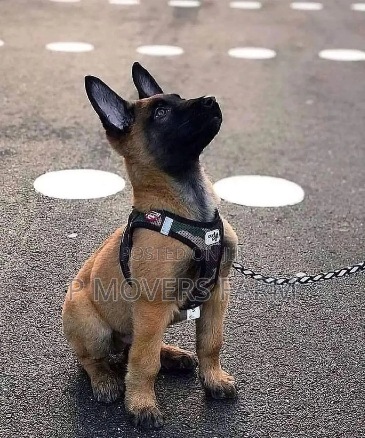 3-6 months Male Purebred Belgian Malinois