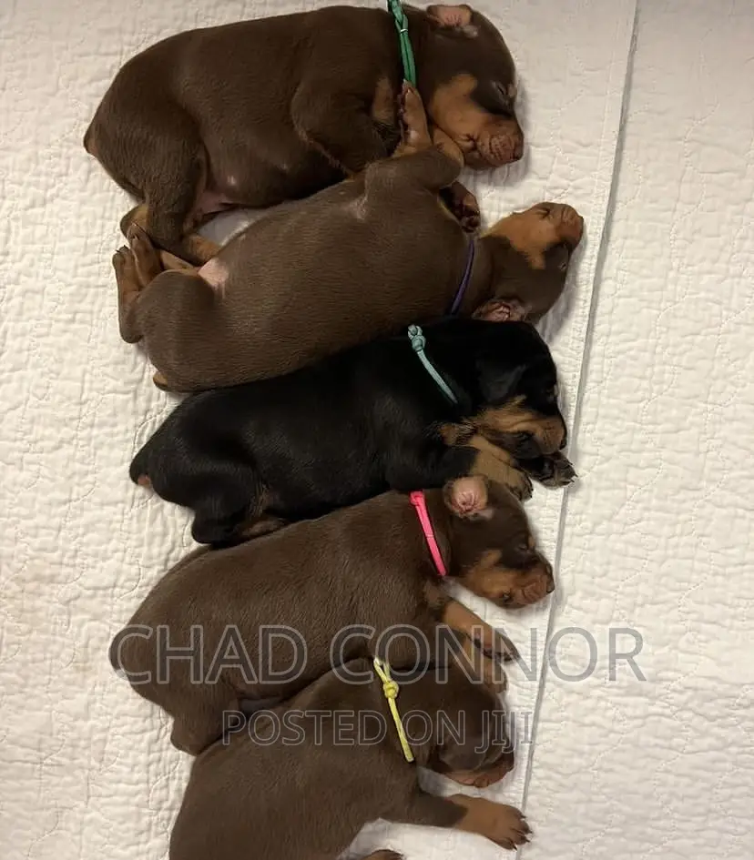 1-3 months Male Purebred Doberman Pinscher