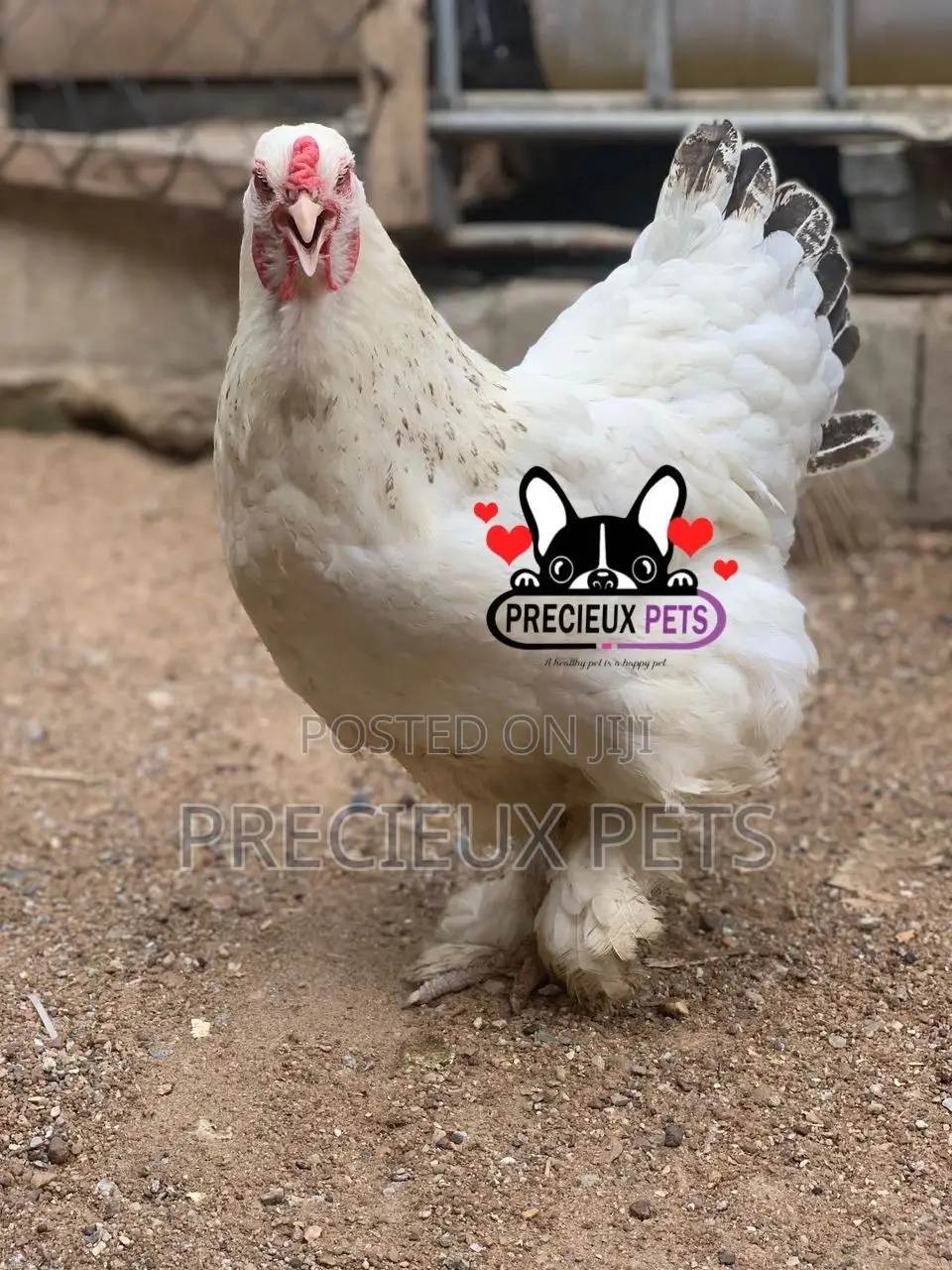 Young Female Brahmas Chicken 0001