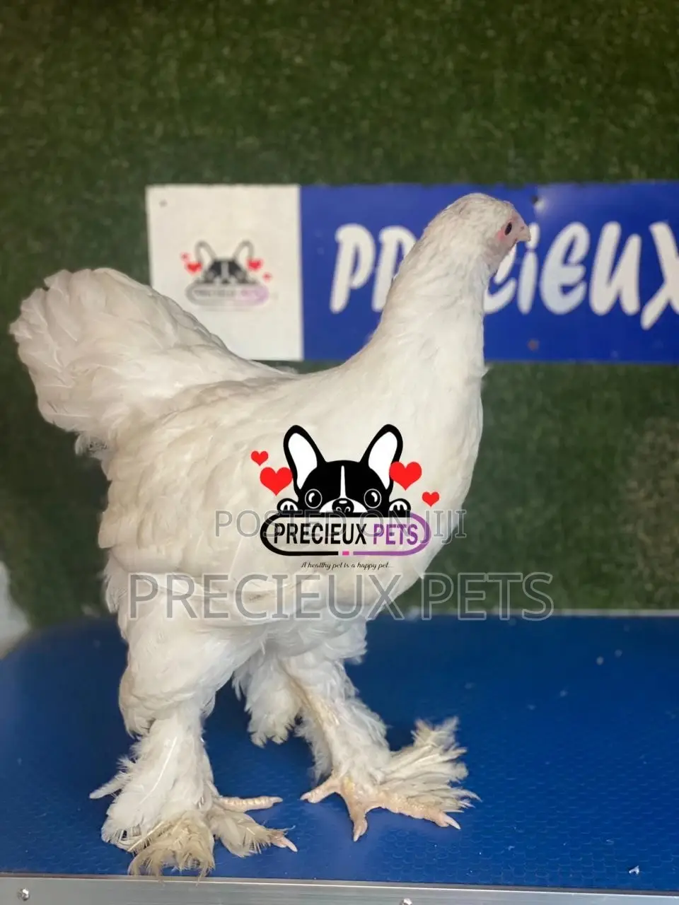 10 Weeks Old Brahmas Chicken